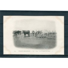 BAHIA BLANCA PUERTO BELGRANO GANADO ANTIGUA TARJETA POSTAL